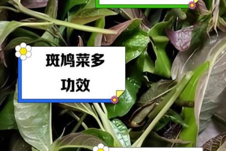 斑鸠的风水作用