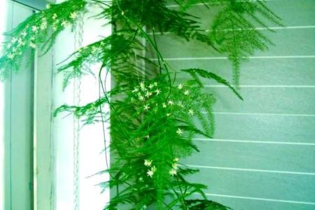 风水价值，为啥家里不能养文竹
