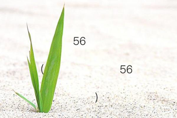 月老灵签80问姻缘