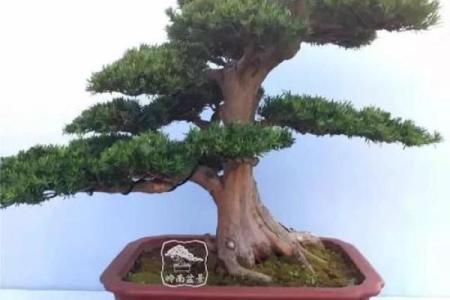 岑家风水