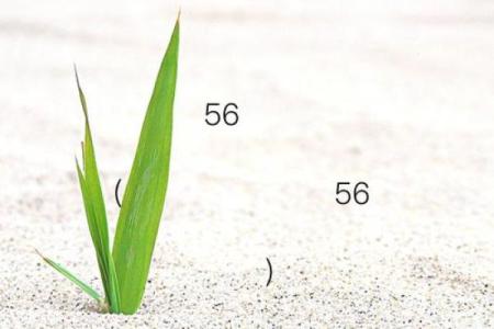月老灵签80问姻缘